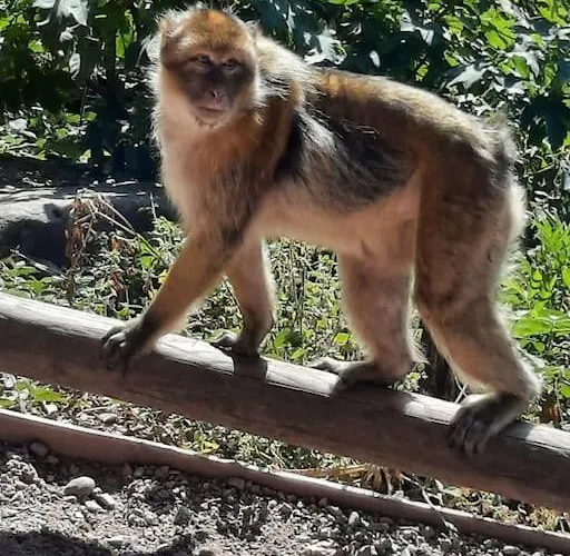 Le Chant De La Riviere
